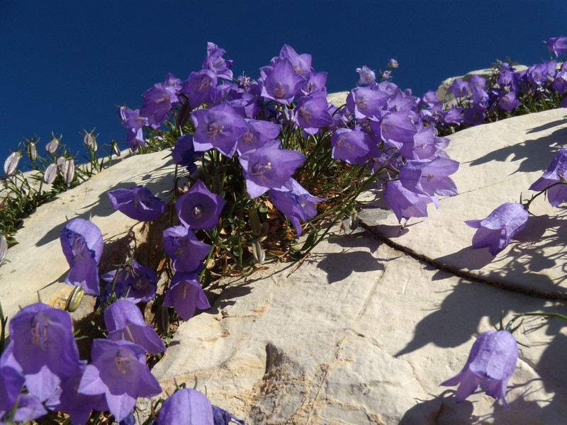 Campanula tanfanii / Campanula di Tanfani