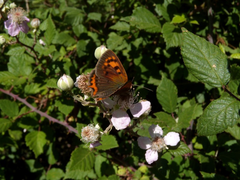 dalla Corsica - Lycaena phlaeas