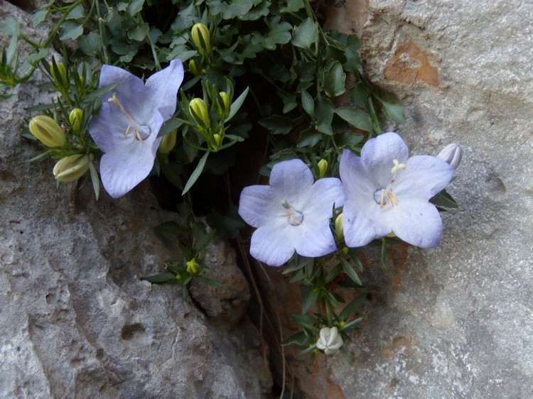 Campanula fragilis / Campanula napoletana