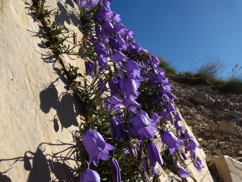 Campanula tanfanii / Campanula di Tanfani