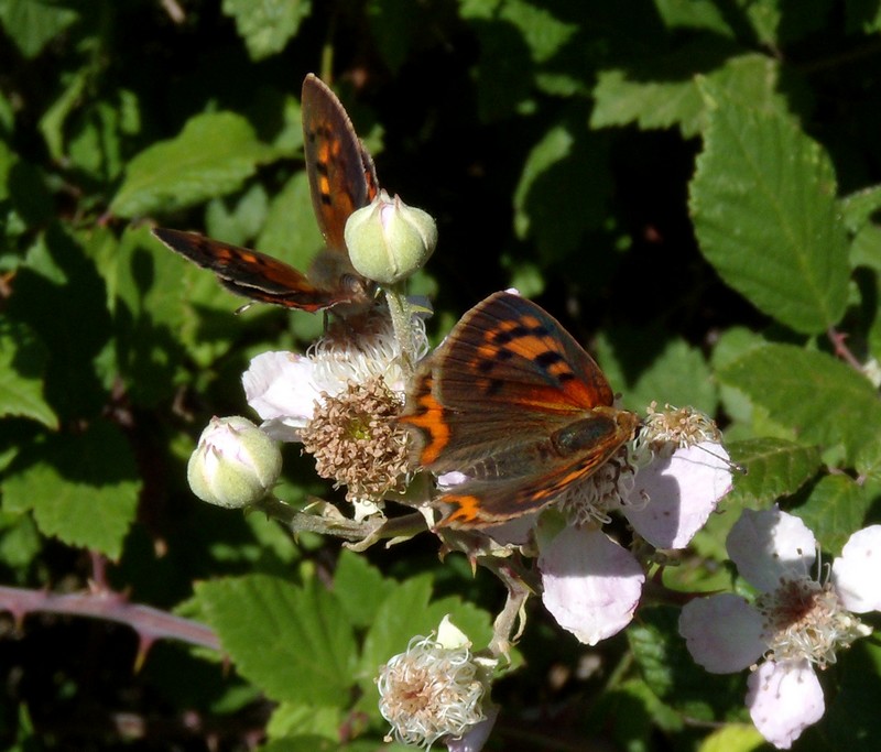 dalla Corsica - Lycaena phlaeas