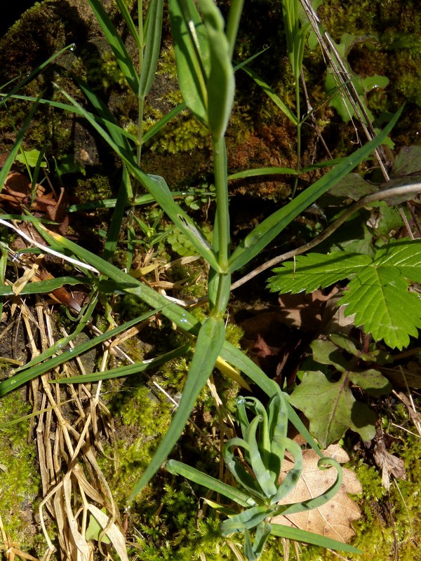 Rabelera holostea (=Stellaria holostea) / Centocchio garofanina