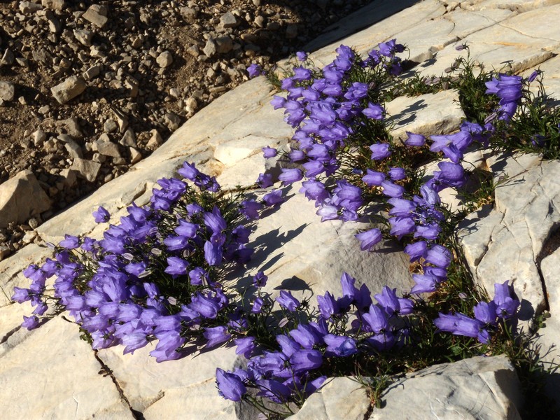 Campanula tanfanii / Campanula di Tanfani