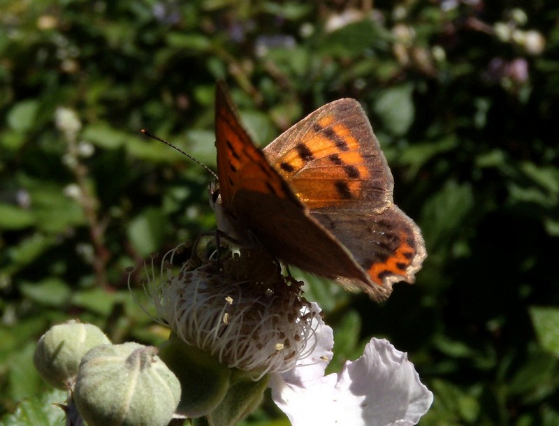 dalla Corsica - Lycaena phlaeas