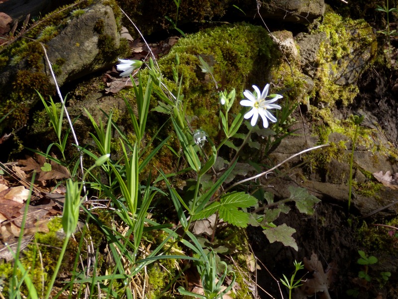 Rabelera holostea (=Stellaria holostea) / Centocchio garofanina