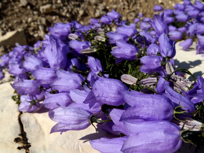 Campanula tanfanii / Campanula di Tanfani