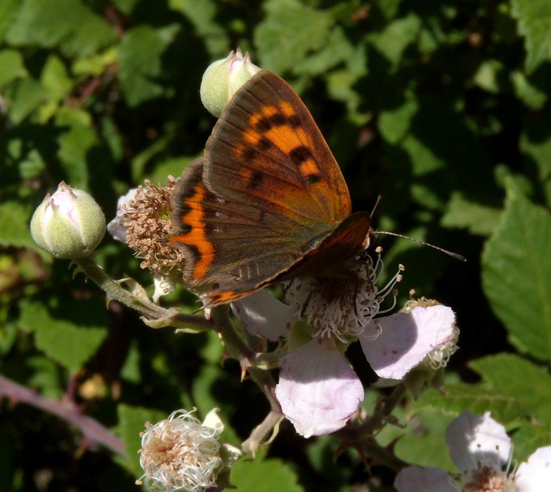 dalla Corsica - Lycaena phlaeas