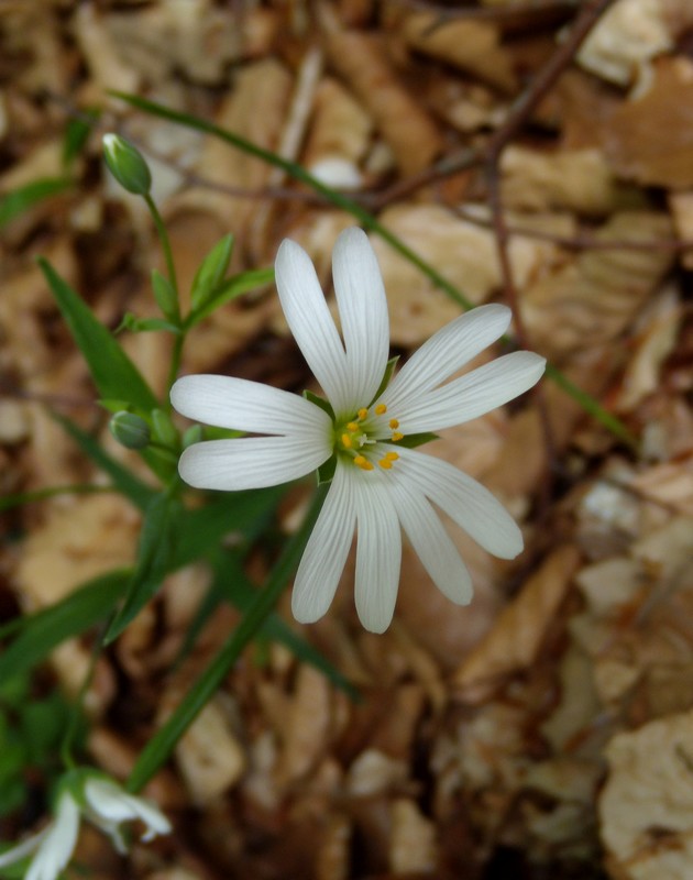 Rabelera holostea (=Stellaria holostea) / Centocchio garofanina