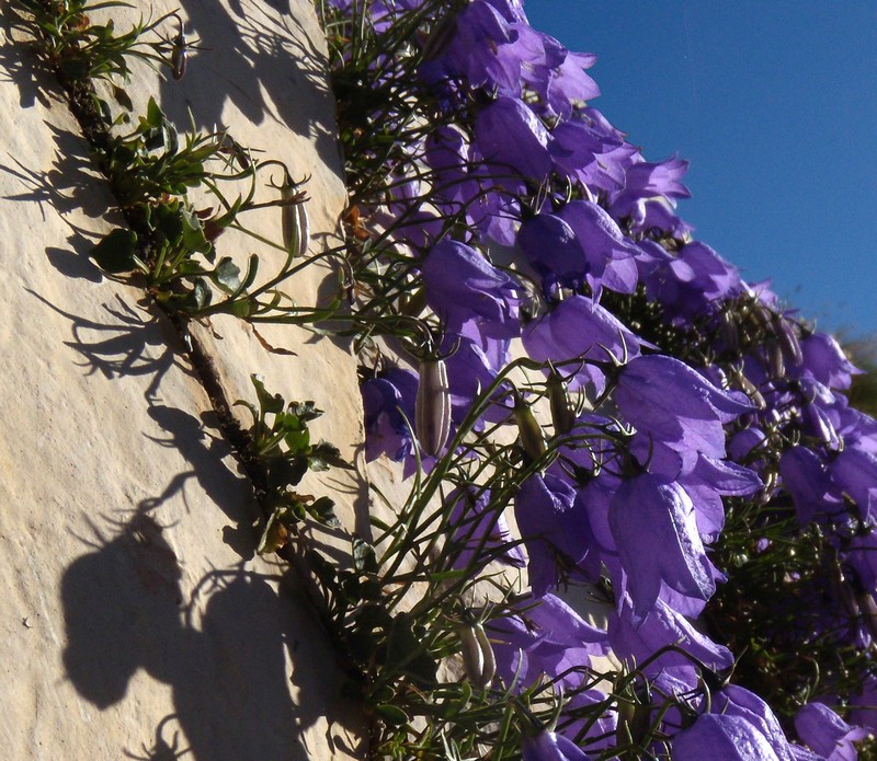 Campanula tanfanii / Campanula di Tanfani