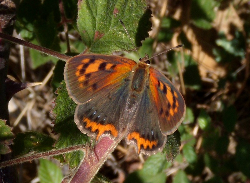 dalla Corsica - Lycaena phlaeas