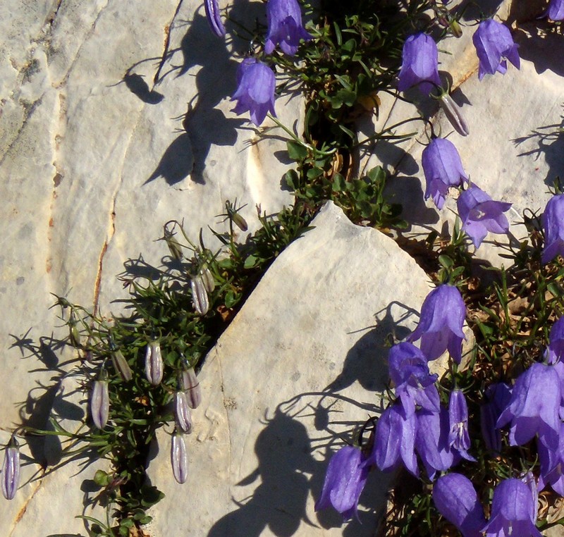 Campanula tanfanii / Campanula di Tanfani