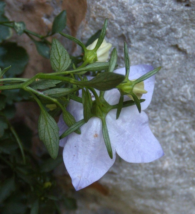 Campanula fragilis / Campanula napoletana