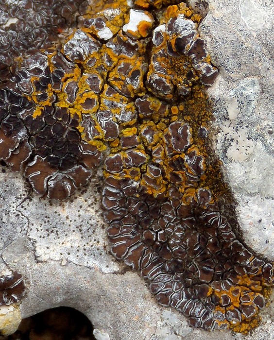 licheni in cerca di spazio