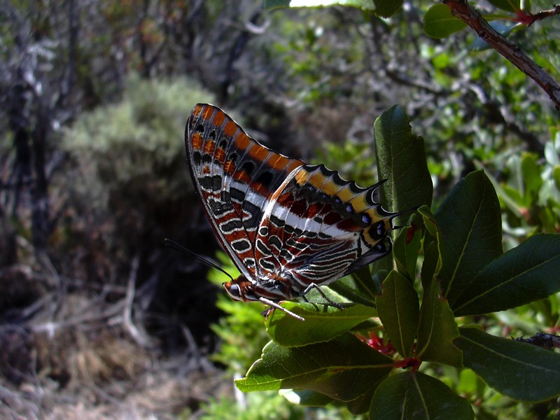 Charaxes jasius, dalla Corsica