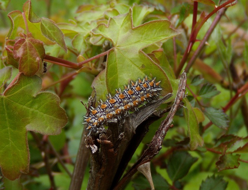 bruco su acero campestre - Melitaea didyma