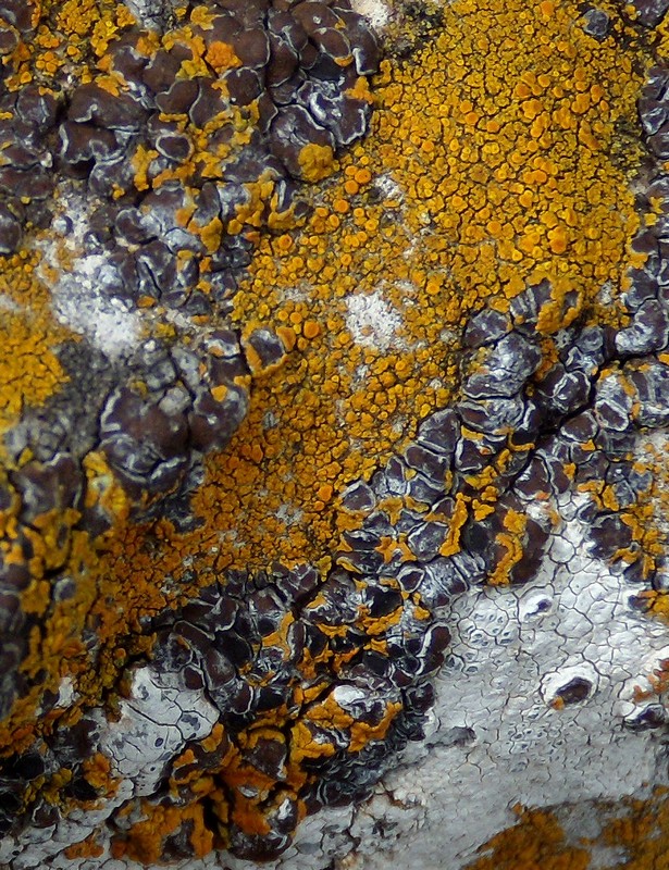 licheni in cerca di spazio