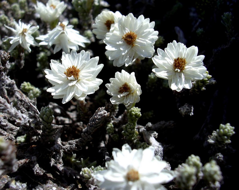 Castroviejoa frigida (=Helichrysum frigidum) / Perpetuini del Limbara
