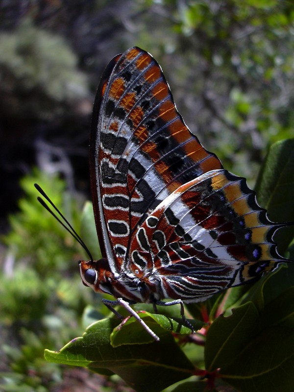 Charaxes jasius, dalla Corsica