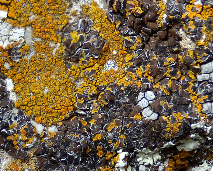 licheni in cerca di spazio