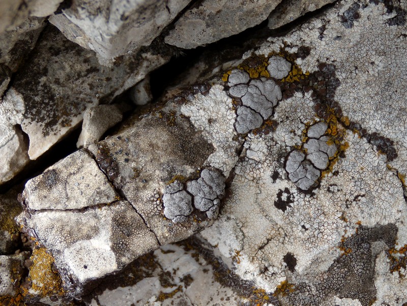 Aspicilia?