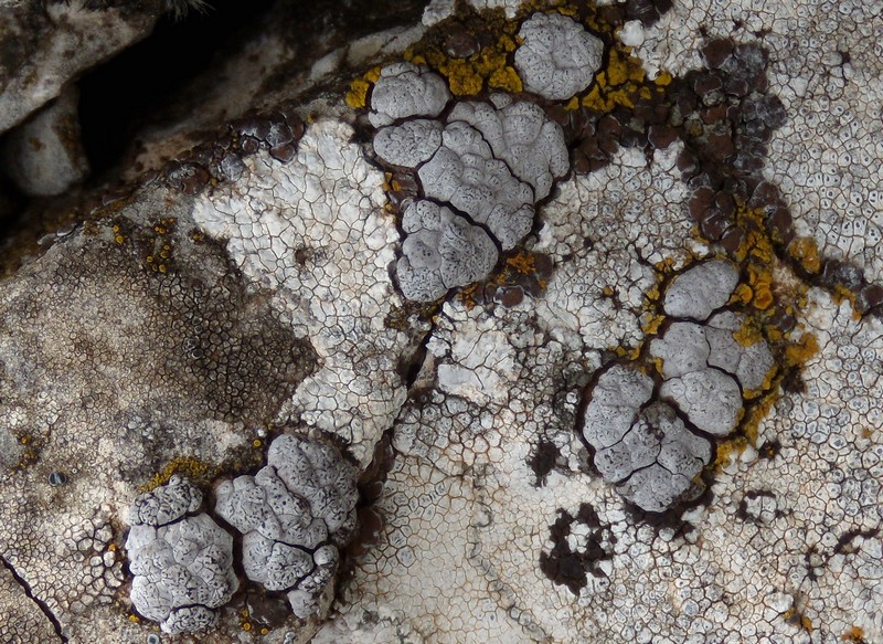 Aspicilia?