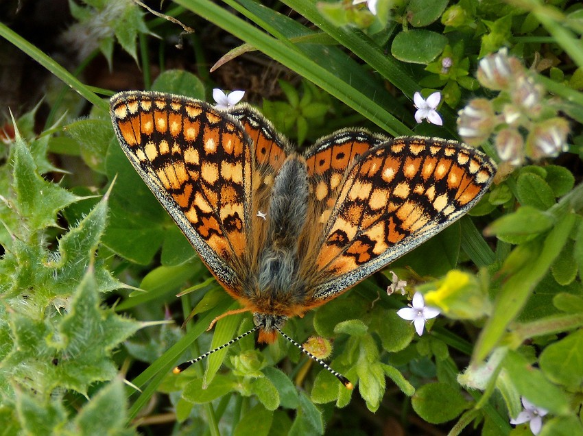 Euphydryas?