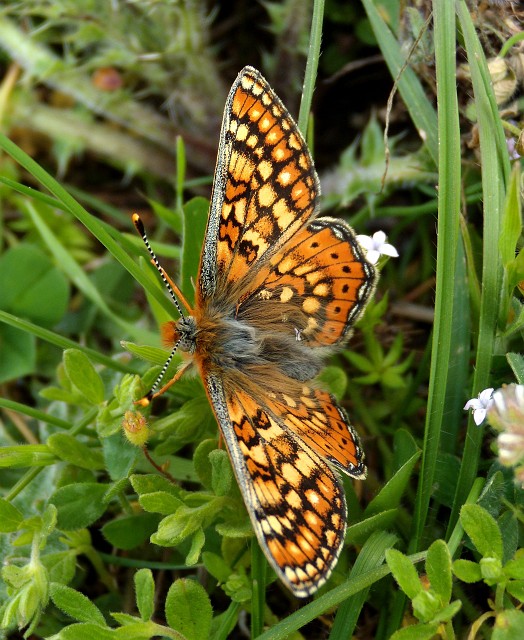 Euphydryas?