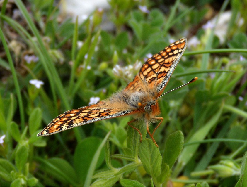 Euphydryas?