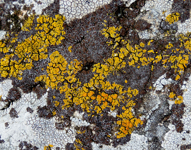 licheni in cerca di spazio