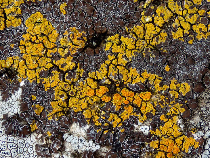 licheni in cerca di spazio