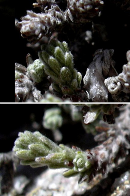 Castroviejoa frigida (=Helichrysum frigidum) / Perpetuini del Limbara