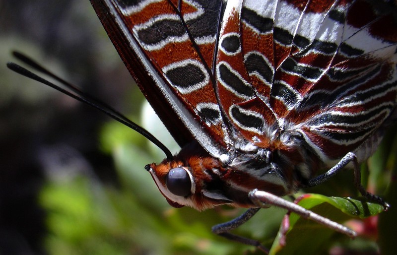 Charaxes jasius, dalla Corsica