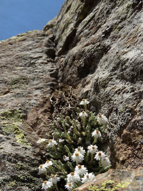 Castroviejoa frigida (=Helichrysum frigidum) / Perpetuini del Limbara