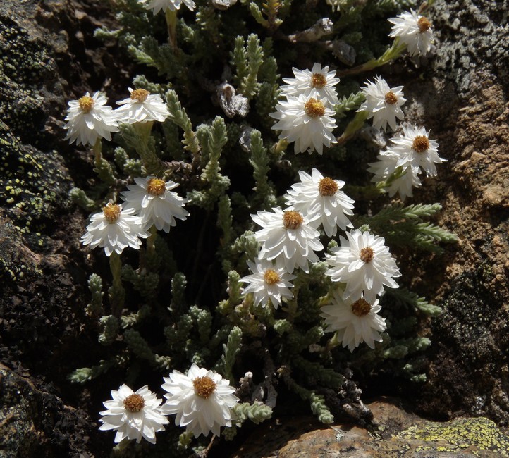 Castroviejoa frigida (=Helichrysum frigidum) / Perpetuini del Limbara