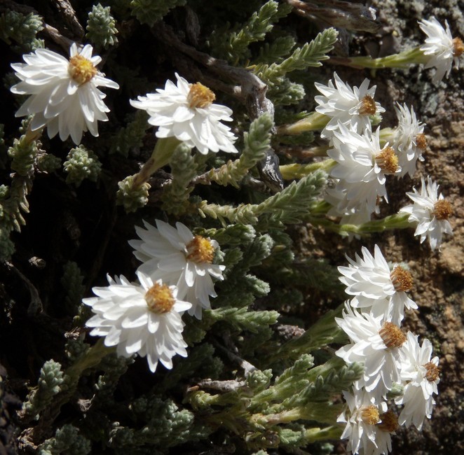 Castroviejoa frigida (=Helichrysum frigidum) / Perpetuini del Limbara