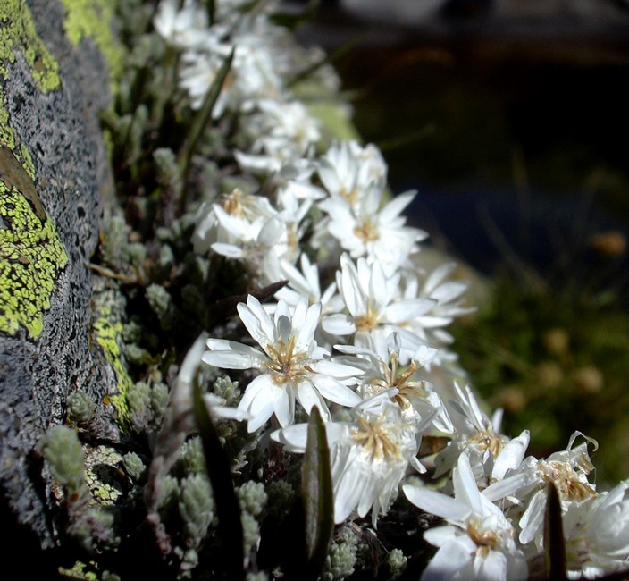 Castroviejoa frigida (=Helichrysum frigidum) / Perpetuini del Limbara