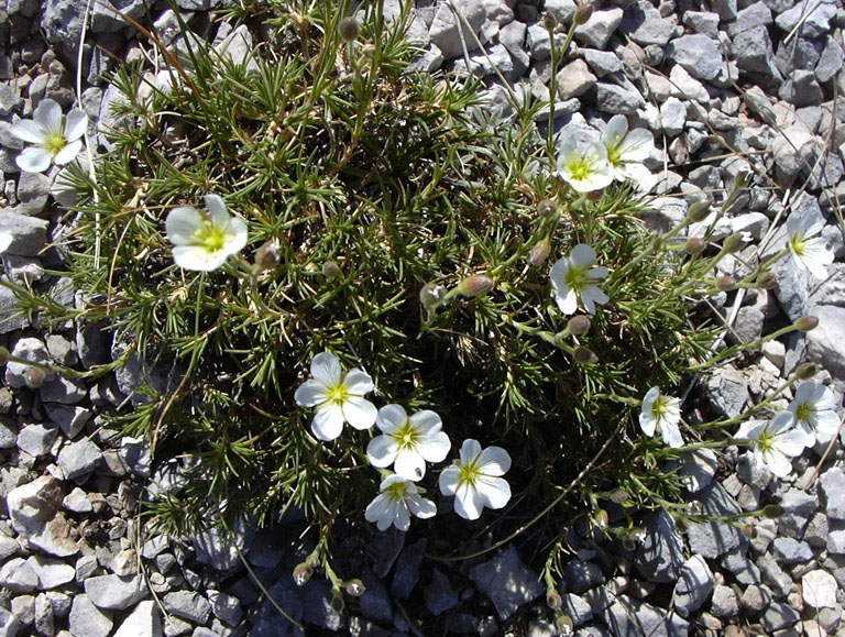 Cherleria capillacea (=Minuartia capillacea) / Minuartia capillare