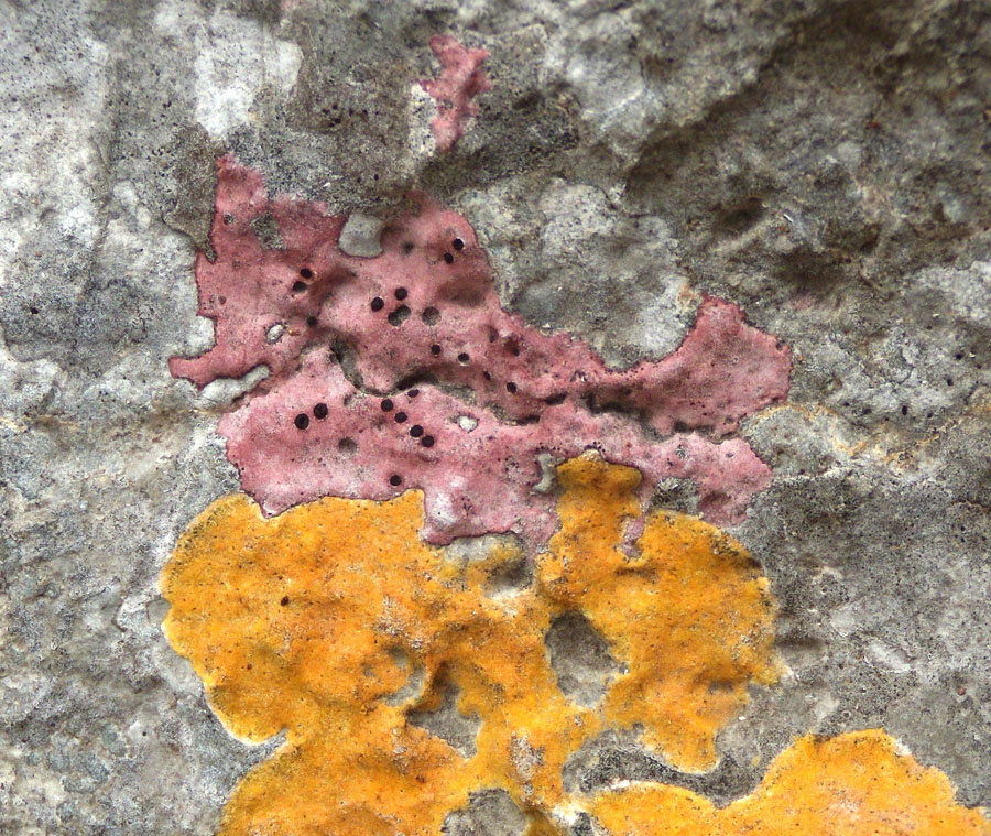 arte dei licheni