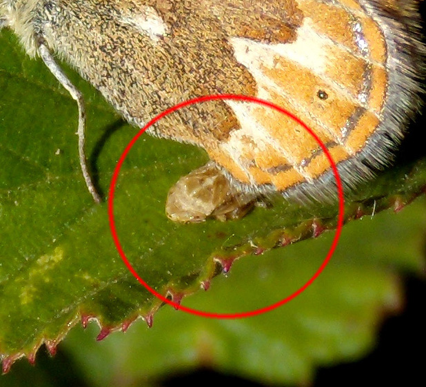 intruso Philaenus (?) sotto ala di farfalla