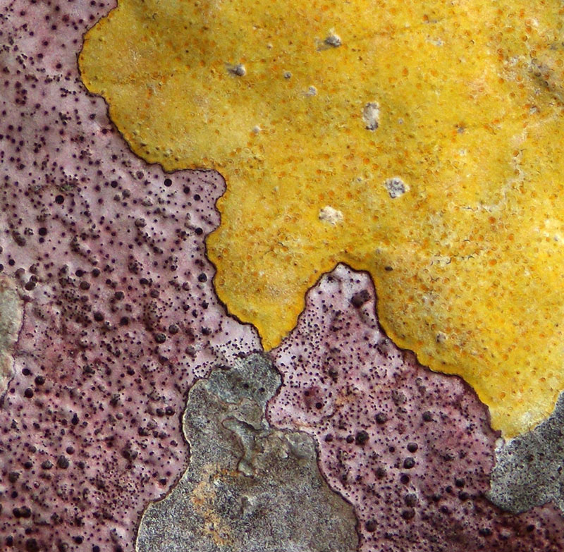 arte dei licheni