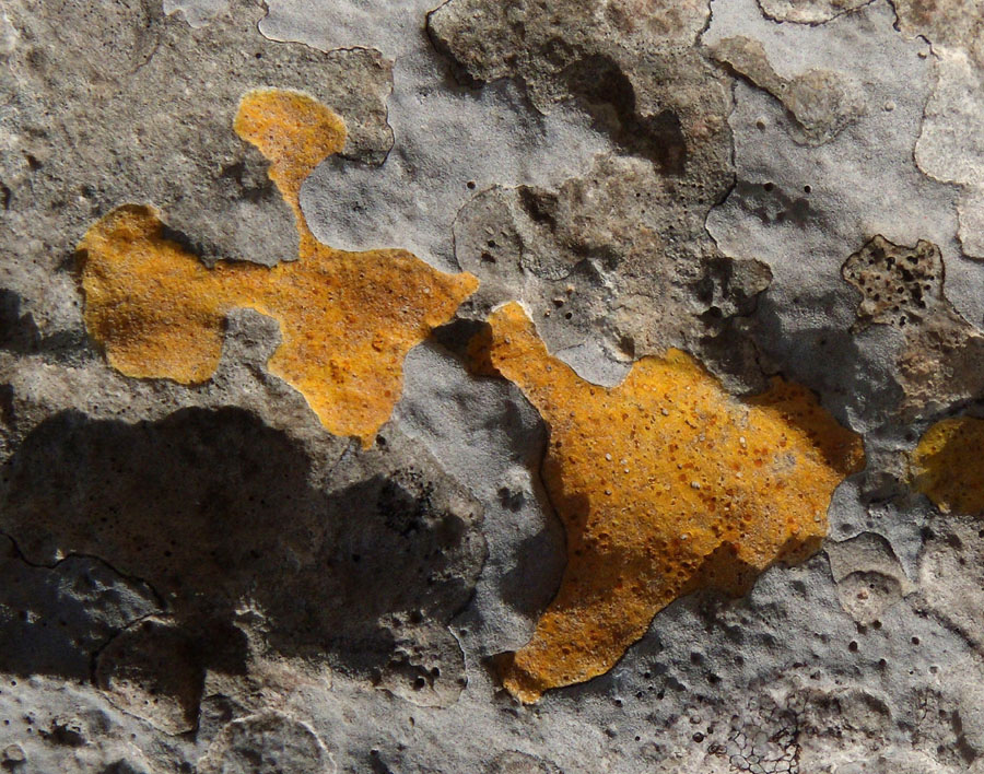arte dei licheni