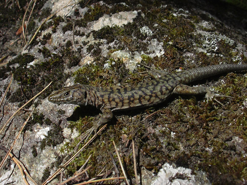 lucertola dalla Corsica