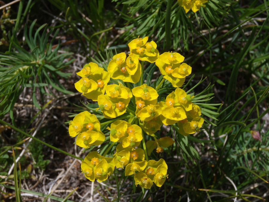 Euphorbi cyparissias - euforbia cipressina