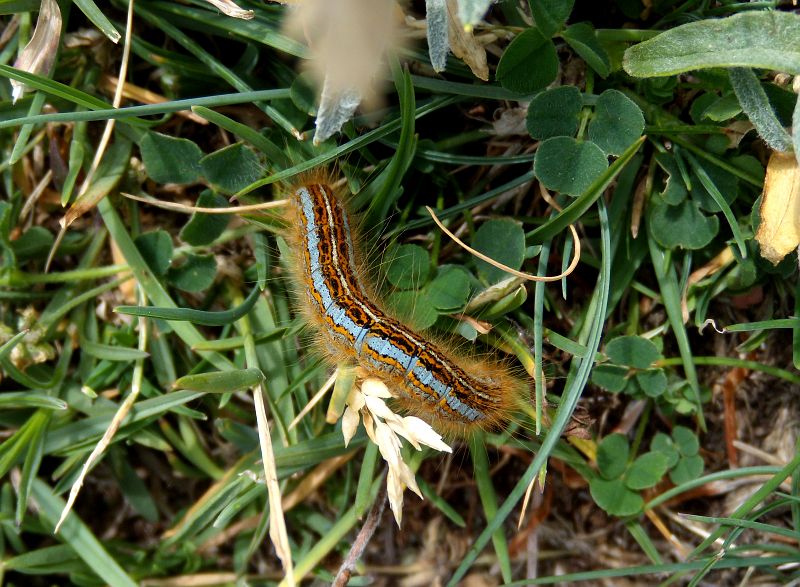 da identificare - Malacosoma (Clisiocampa) castrense