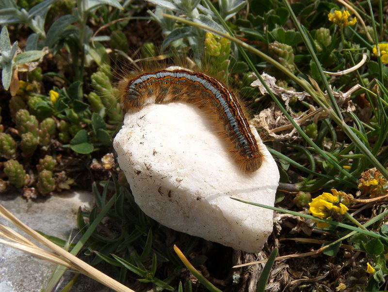 da identificare - Malacosoma (Clisiocampa) castrense