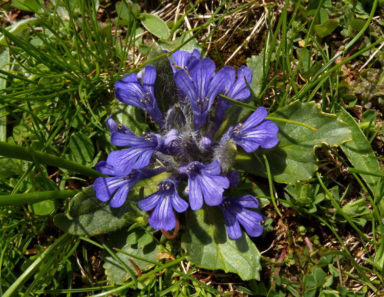 Ajuga tenorei / Iva acaule