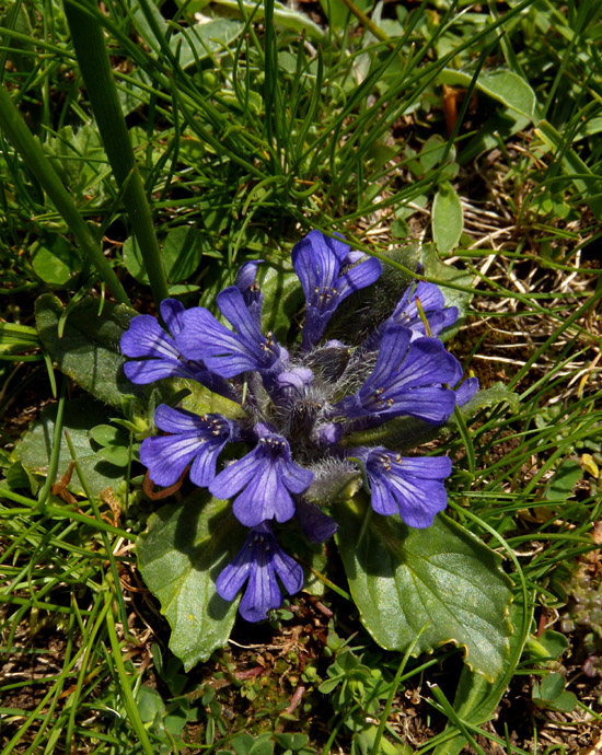 Ajuga tenorei / Iva acaule