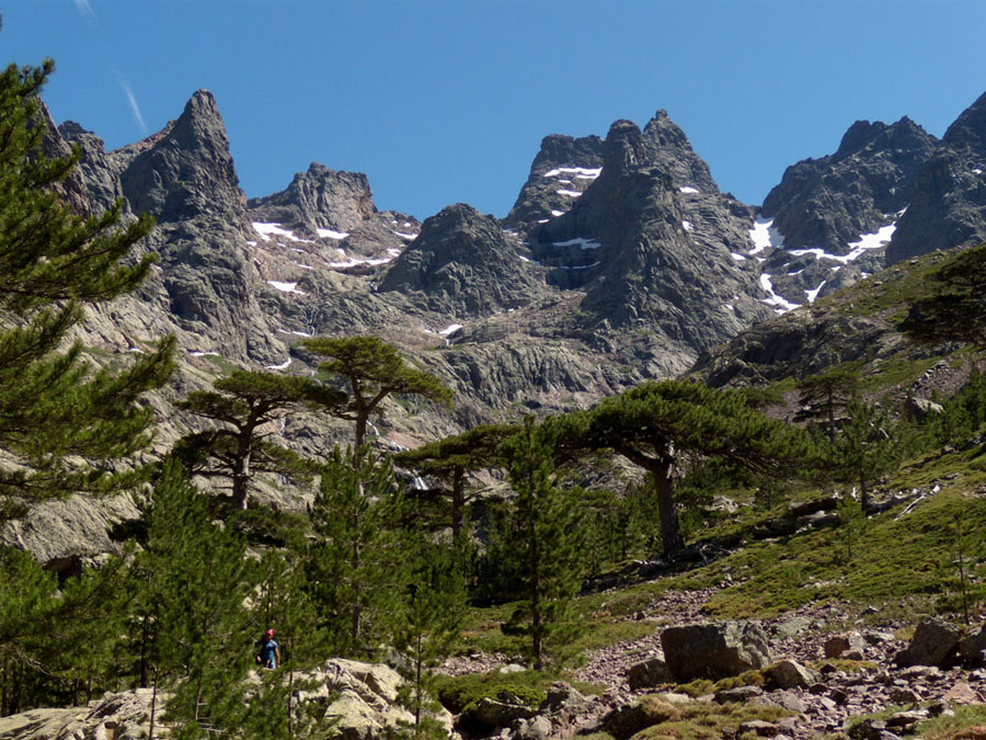 Pinus nigra ssp. laricio