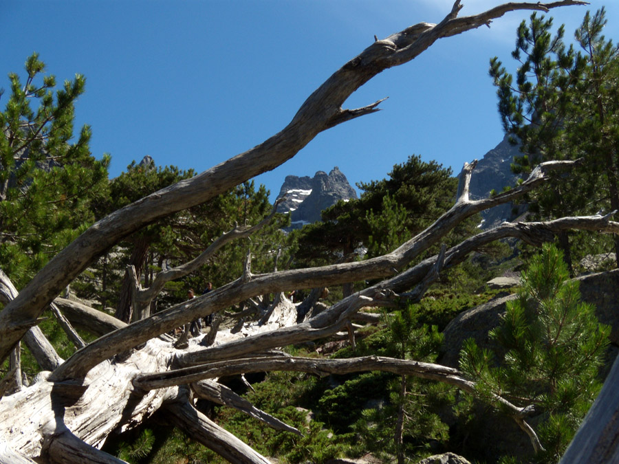 Pinus nigra ssp. laricio