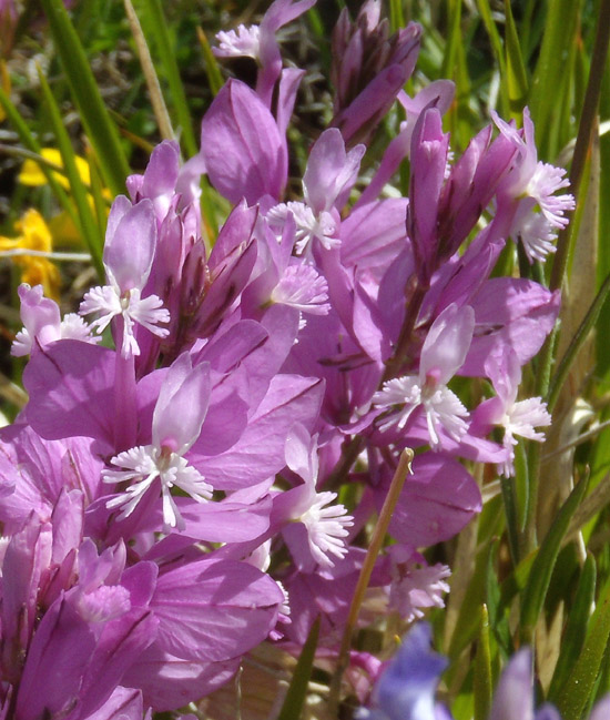 Polygala major / Poligala maggiore